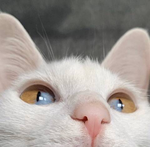 엄청 희귀한 오드아이 형태를 가진 고양이 (+그리고 인간) | 인스티즈