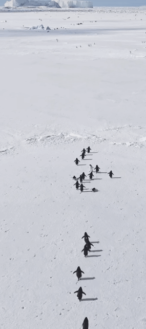 남극에서 단체로 이동중인 펭귄들 | 인스티즈