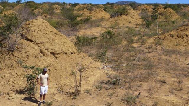 브라질에서 발견된 영국만한 크기의 개미굴.JPG | 인스티즈
