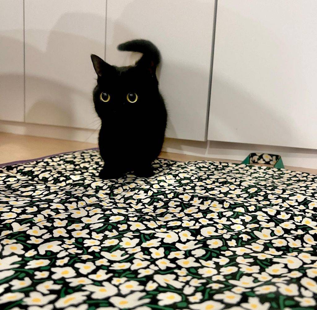 검은 고양이.jpg | 인스티즈