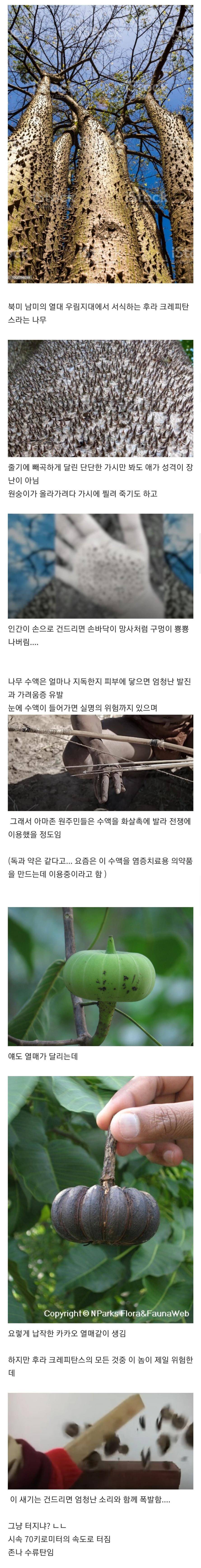 악의로 똘똘 뭉친 나무 | 인스티즈