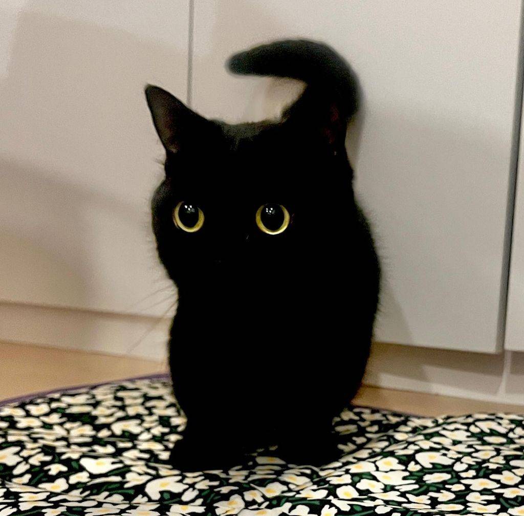 검은 고양이.jpg | 인스티즈