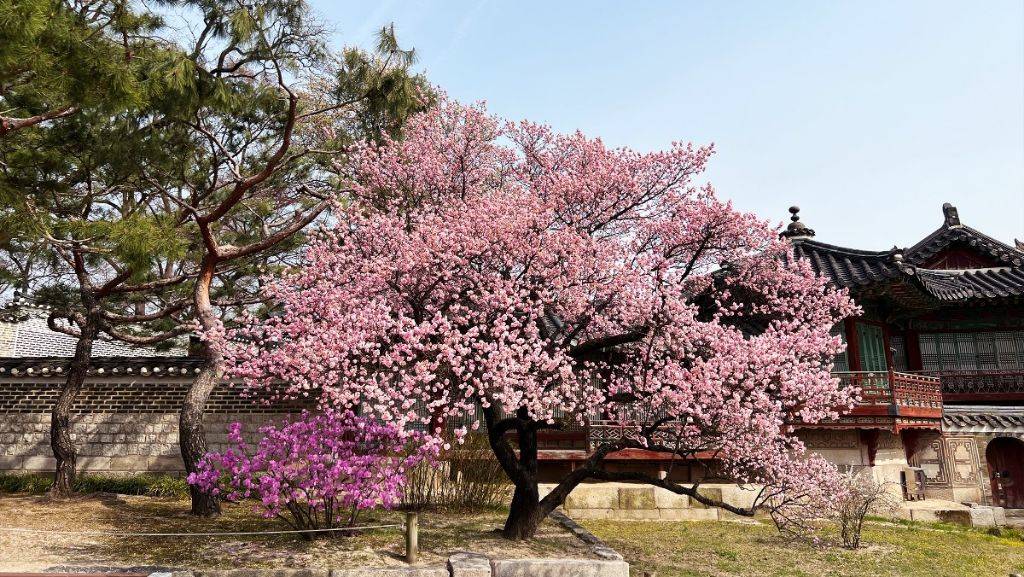 고궁에서 전해온 봄꽃 소식) 만개한 창덕궁 홍매화와 덕수궁 석어당 살구꽃 | 인스티즈