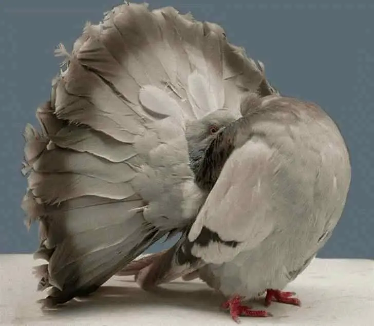 품종견, 품종묘 보다 더한 서양의 품종 개량된 관상용 비둘기 | 인스티즈