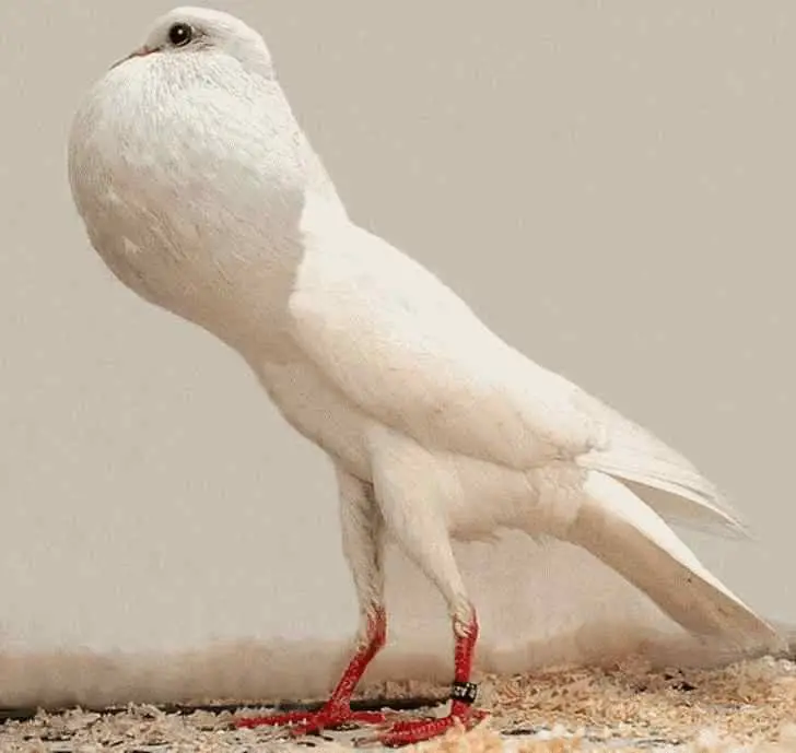 품종견, 품종묘 보다 더한 서양의 품종 개량된 관상용 비둘기 | 인스티즈