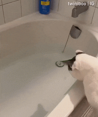 고양이 목욕 시키키.gif | 인스티즈