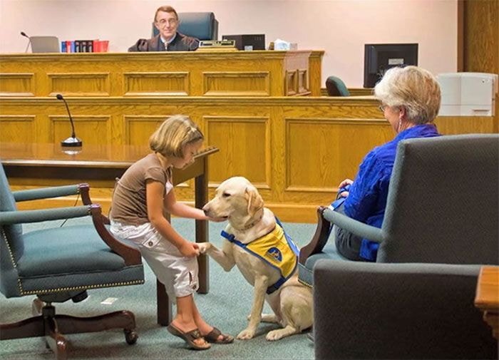 미국 법원에서 일하는 강아지들 | 인스티즈