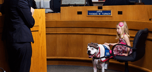 미국 법원에서 일하는 강아지들 | 인스티즈