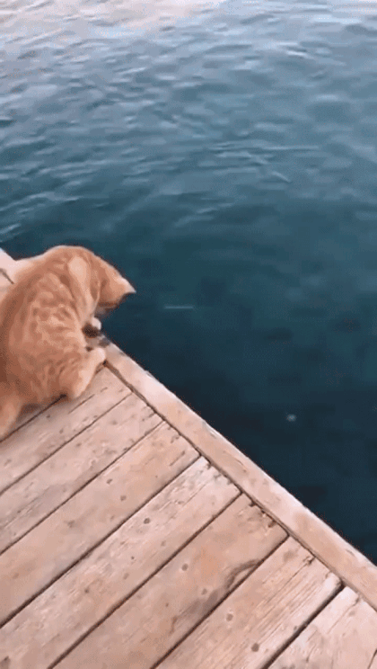 물고기 잡는 고양이 | 인스티즈
