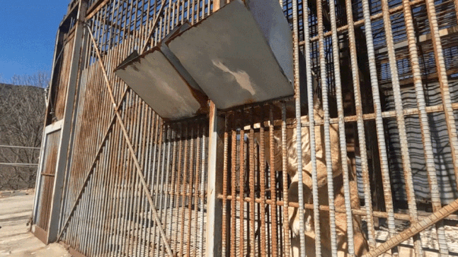 철창안에서 탈출한 사자 사살전 마지막 모습.jpg | 인스티즈