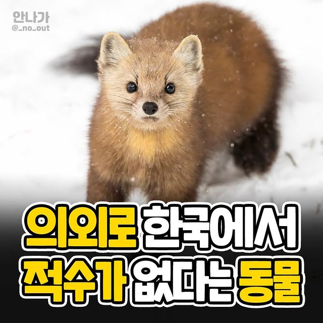 의외로 한국에서 적수가 없다는 동물.jpg | 인스티즈