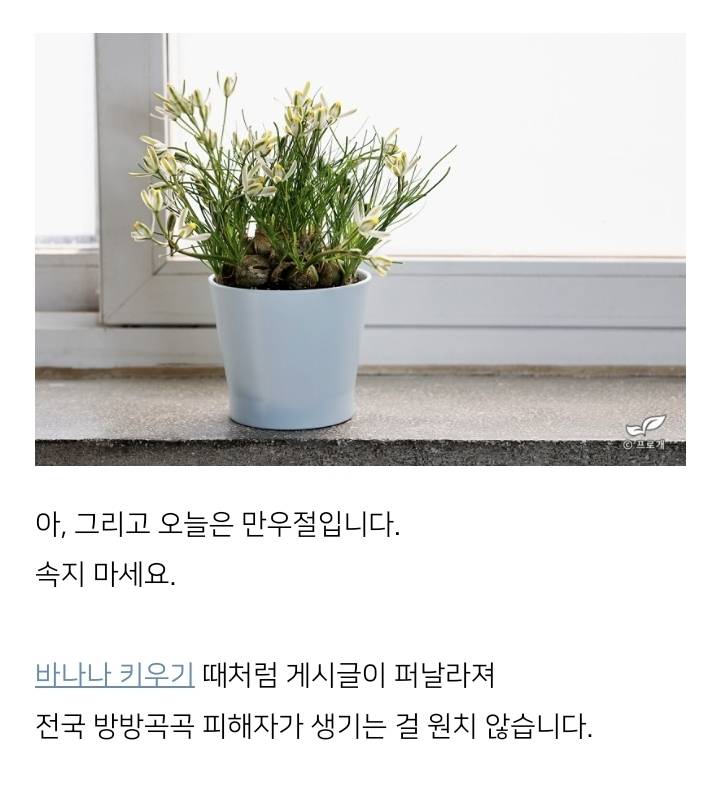 집에서 미역 키우기 (feat. 2022 만우절..?) | 인스티즈