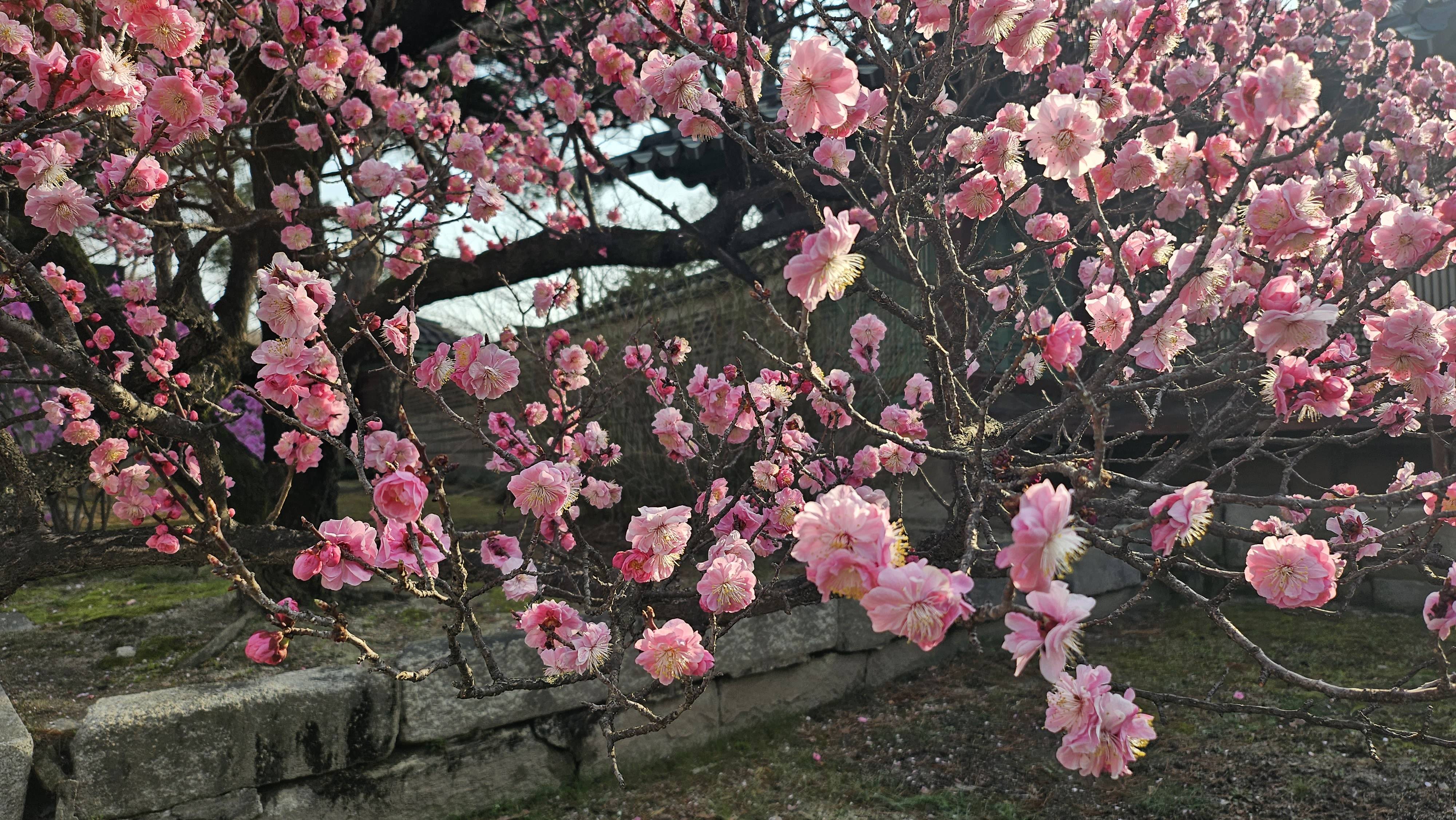 봄꽃 핀 창덕궁과 덕수궁 | 인스티즈