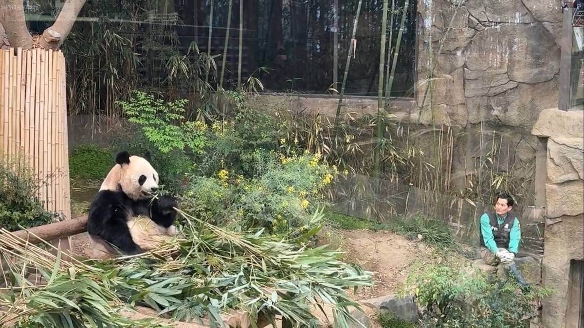 오늘 가만히 아이바오🐼 바라보던 송바오 | 인스티즈