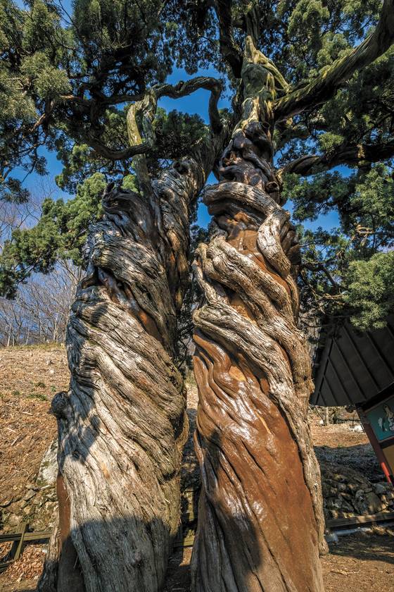 800살 순천 송광사 천자암 쌍향수(곱향나무) | 인스티즈