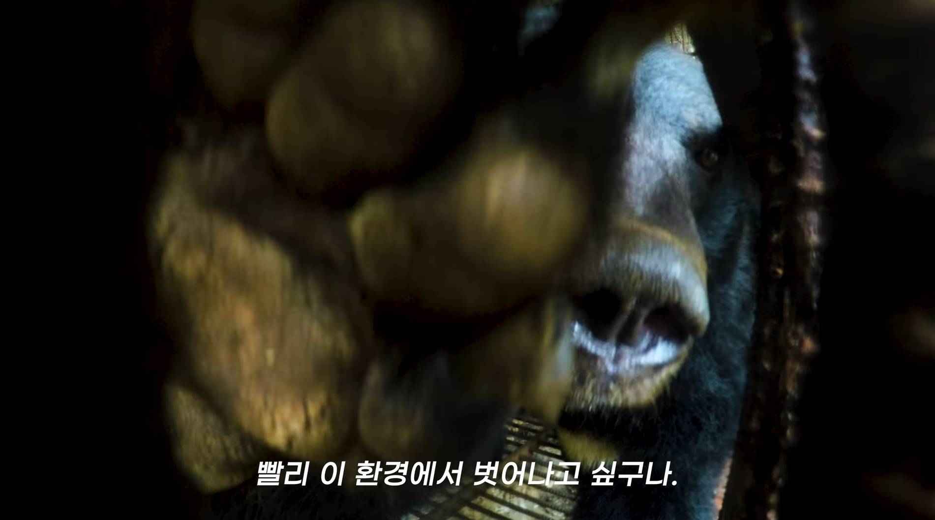 푸바오는 귀엽지만 한국반달곰은 못생겼잖아 | 인스티즈