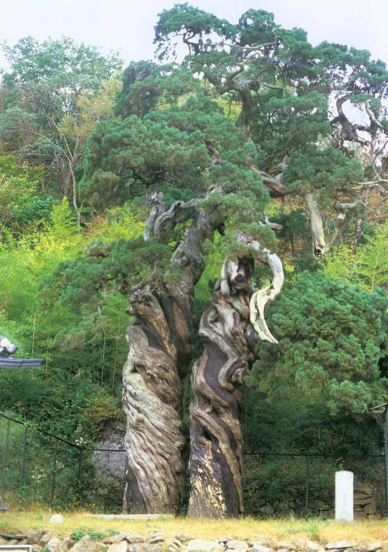 800살 순천 송광사 천자암 쌍향수(곱향나무) | 인스티즈