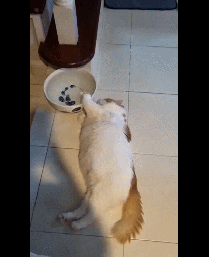 우리집 고양이가 물 먹는 방법.gif | 인스티즈