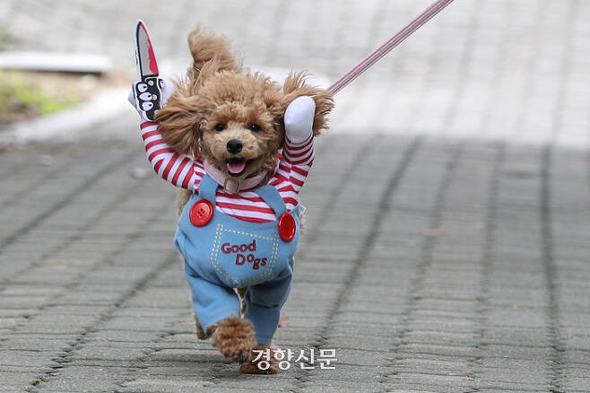 2023 서울 반려동물 한마당 축제 "댕댕이 패션런" | 인스티즈