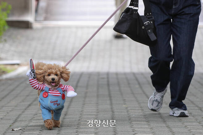 2023 서울 반려동물 한마당 축제 "댕댕이 패션런" | 인스티즈