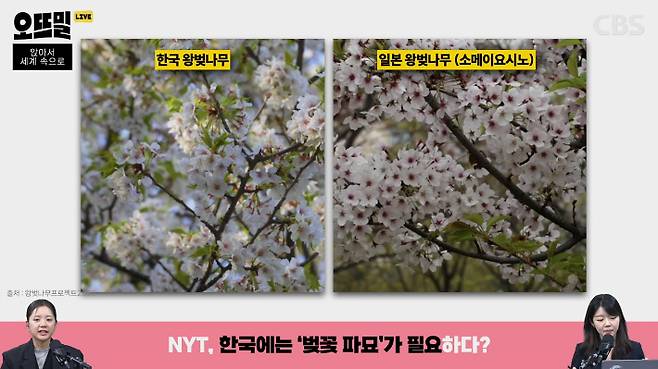 "일본 잔재 벚나무 잘라내야" vs "한국인들 집착일 뿐" | 인스티즈