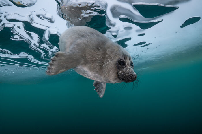 얼음물 속에서 찍은 아기 바다표범 | 인스티즈