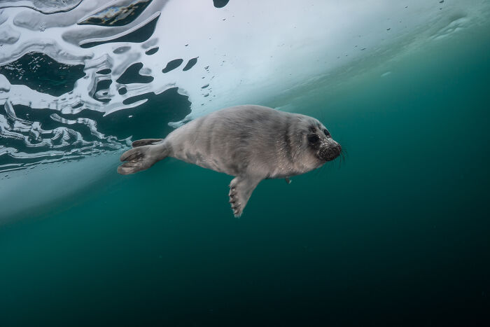 얼음물 속에서 찍은 아기 바다표범 | 인스티즈