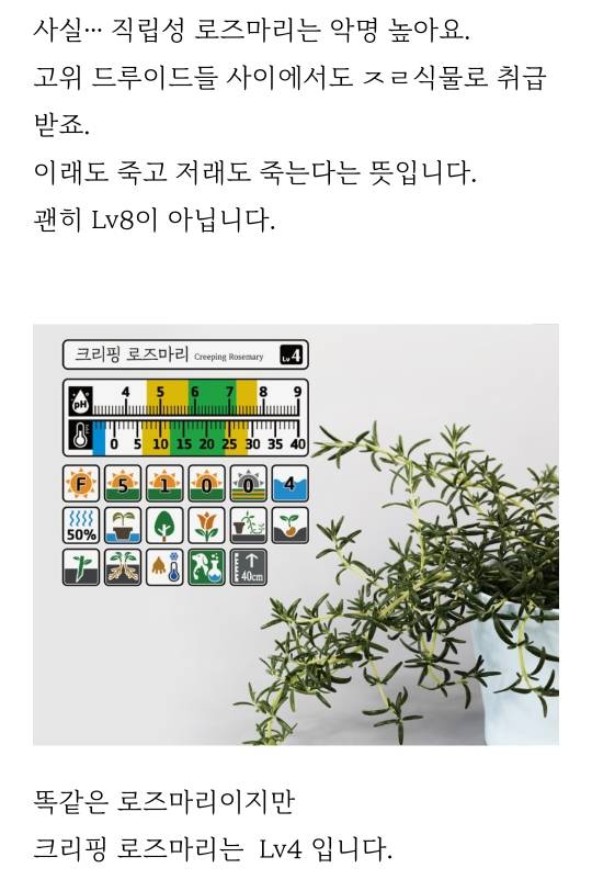 스벅 음료 장식이었던 로즈마리 키워낸 드루이드 | 인스티즈