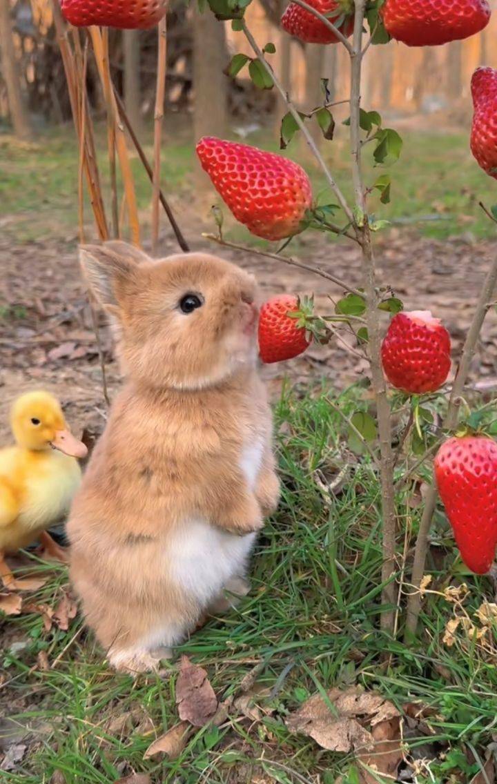 딸기 먹는 토끼 | 인스티즈