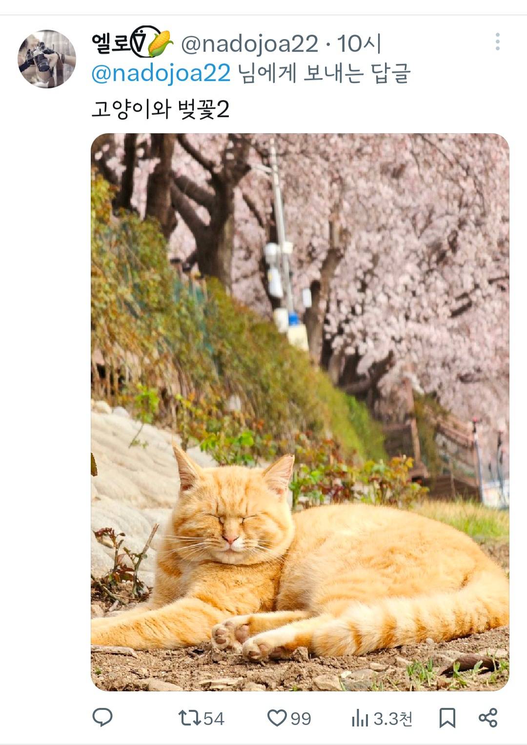 고양이와 벚꽃 | 인스티즈
