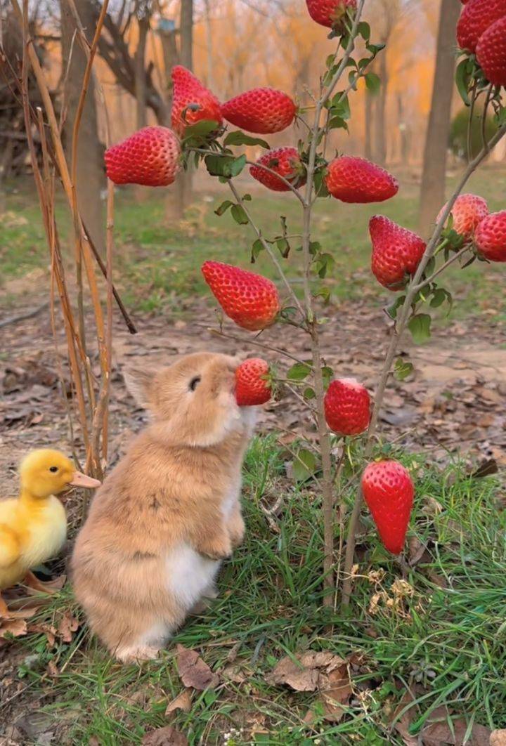 딸기 먹는 토끼 | 인스티즈