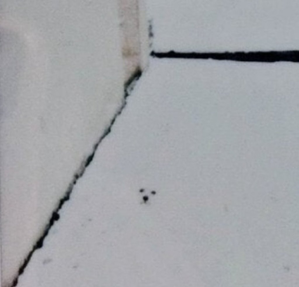 눈 온날 하얀 강아지를 폴라로이드로 찍었더니 | 인스티즈