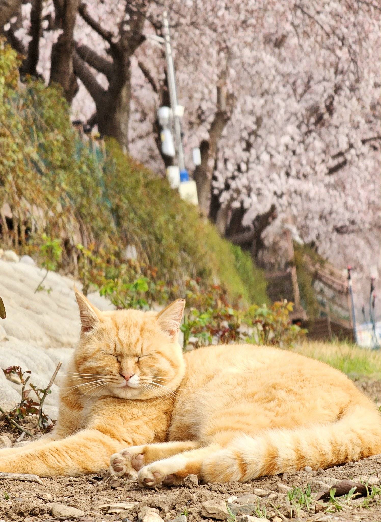 고양이와 벚꽃 | 인스티즈
