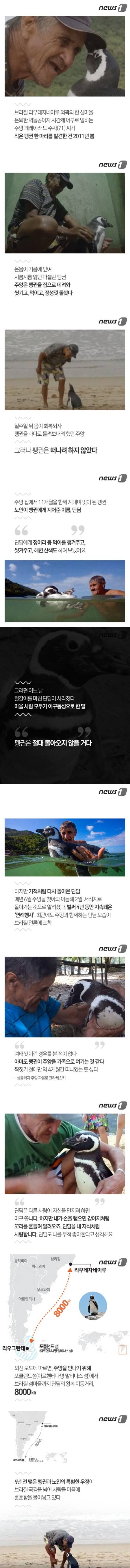 마을 사람 모두가 말했다. "펭귄은 절대 돌아오지 않을 거다." | 인스티즈