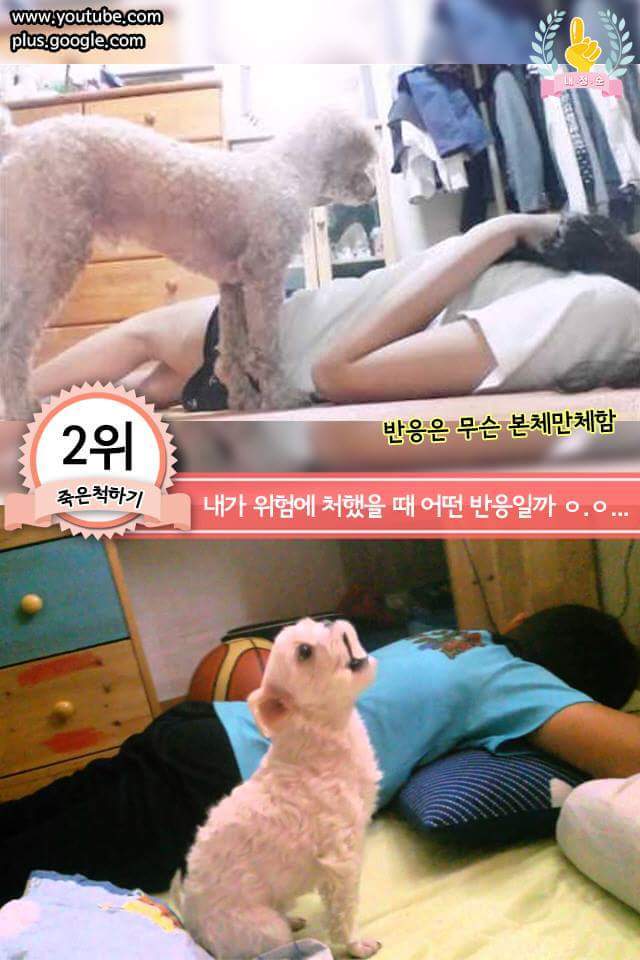 강아지에게 한번쯤 꼭 해보는 행동 | 인스티즈