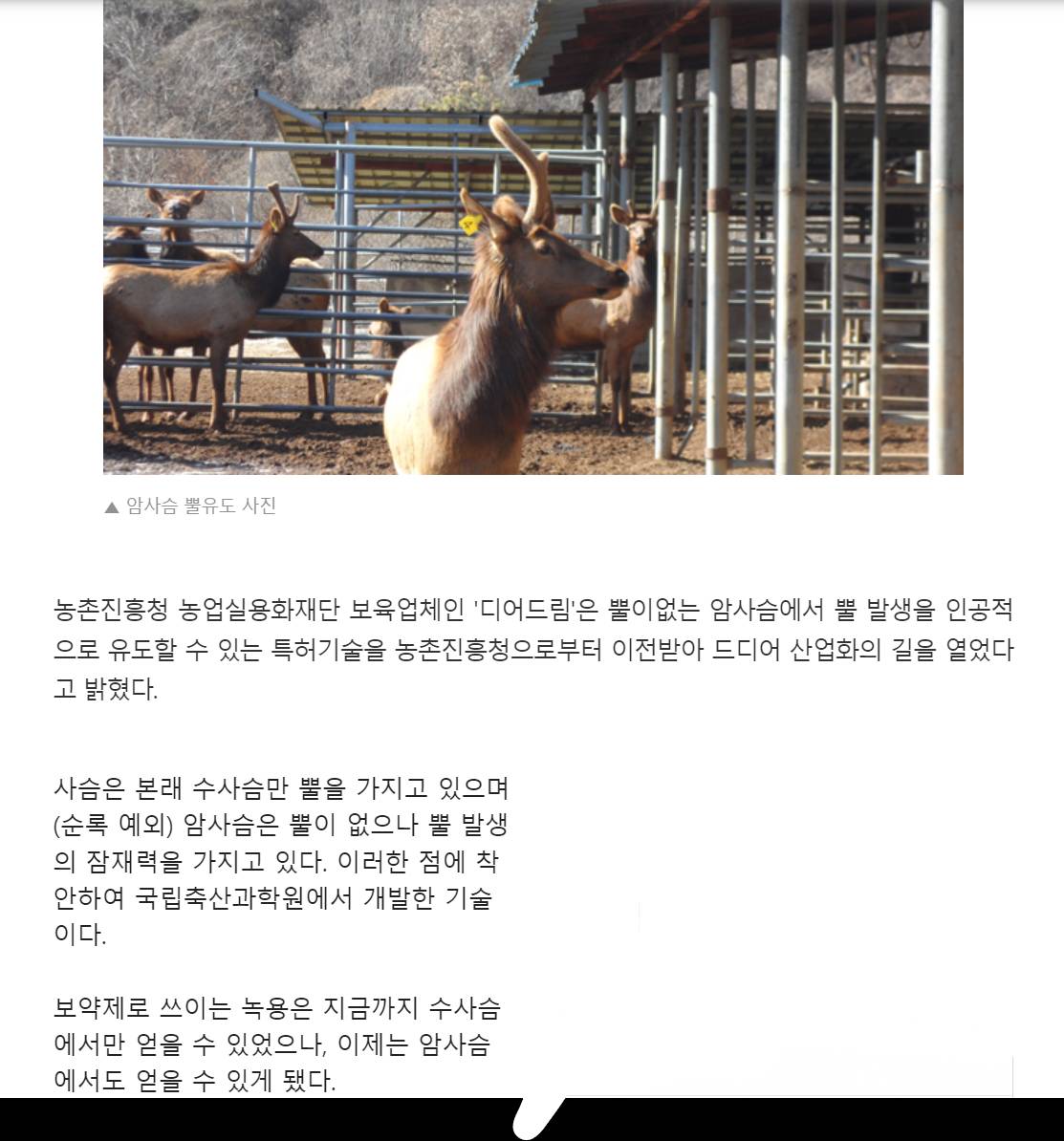 암사슴에서도 뿔이 자라네 | 인스티즈