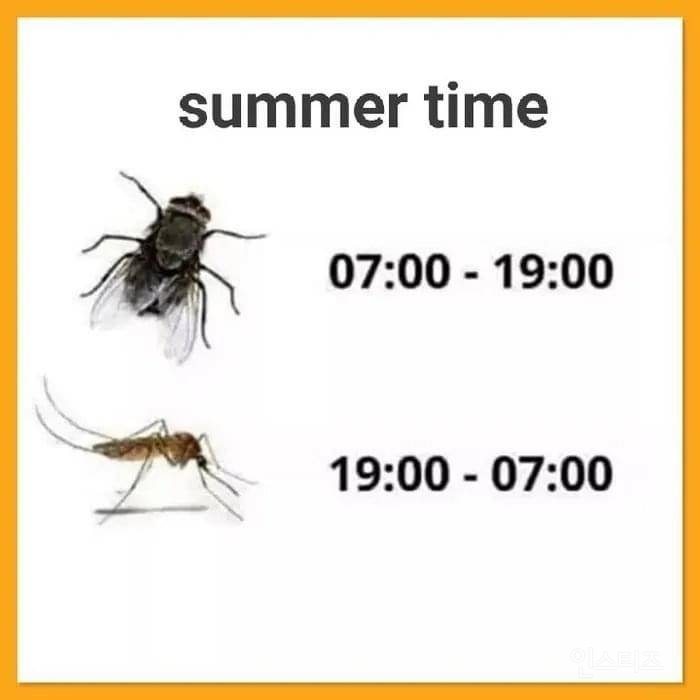 모기와 파리의 여름 근무 시간표 | 인스티즈