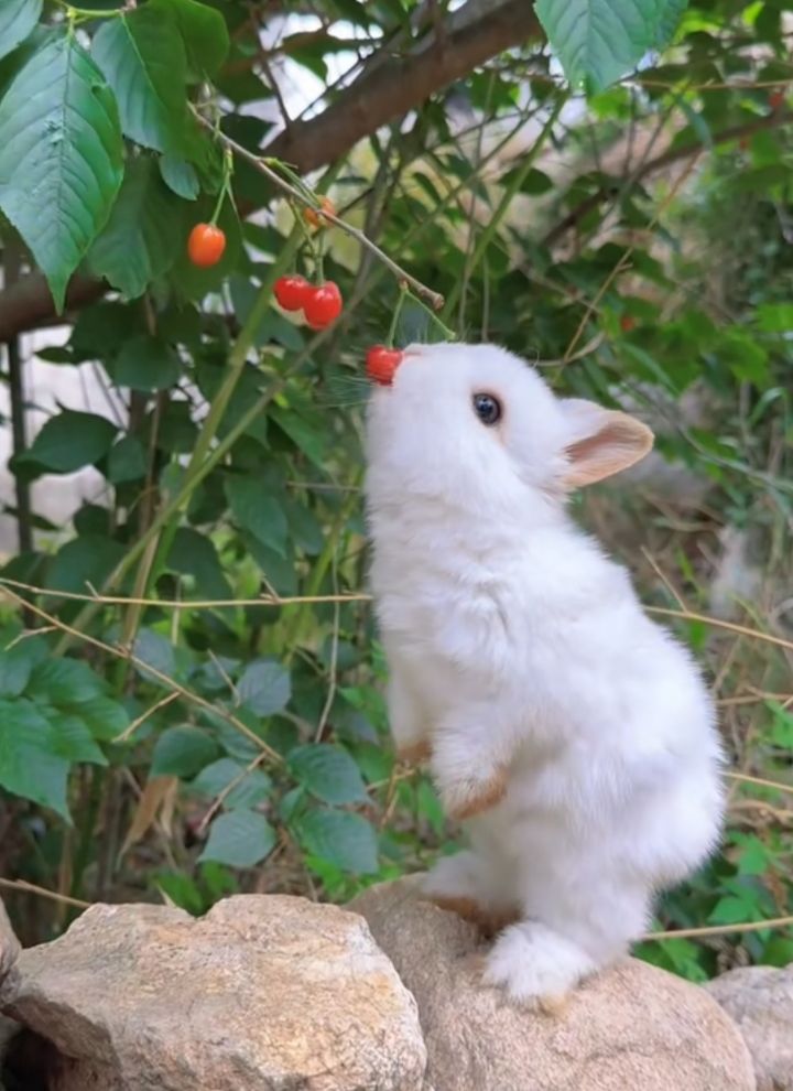 앵두 먹는 토끼 | 인스티즈