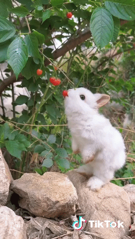 앵두 먹는 토끼 | 인스티즈