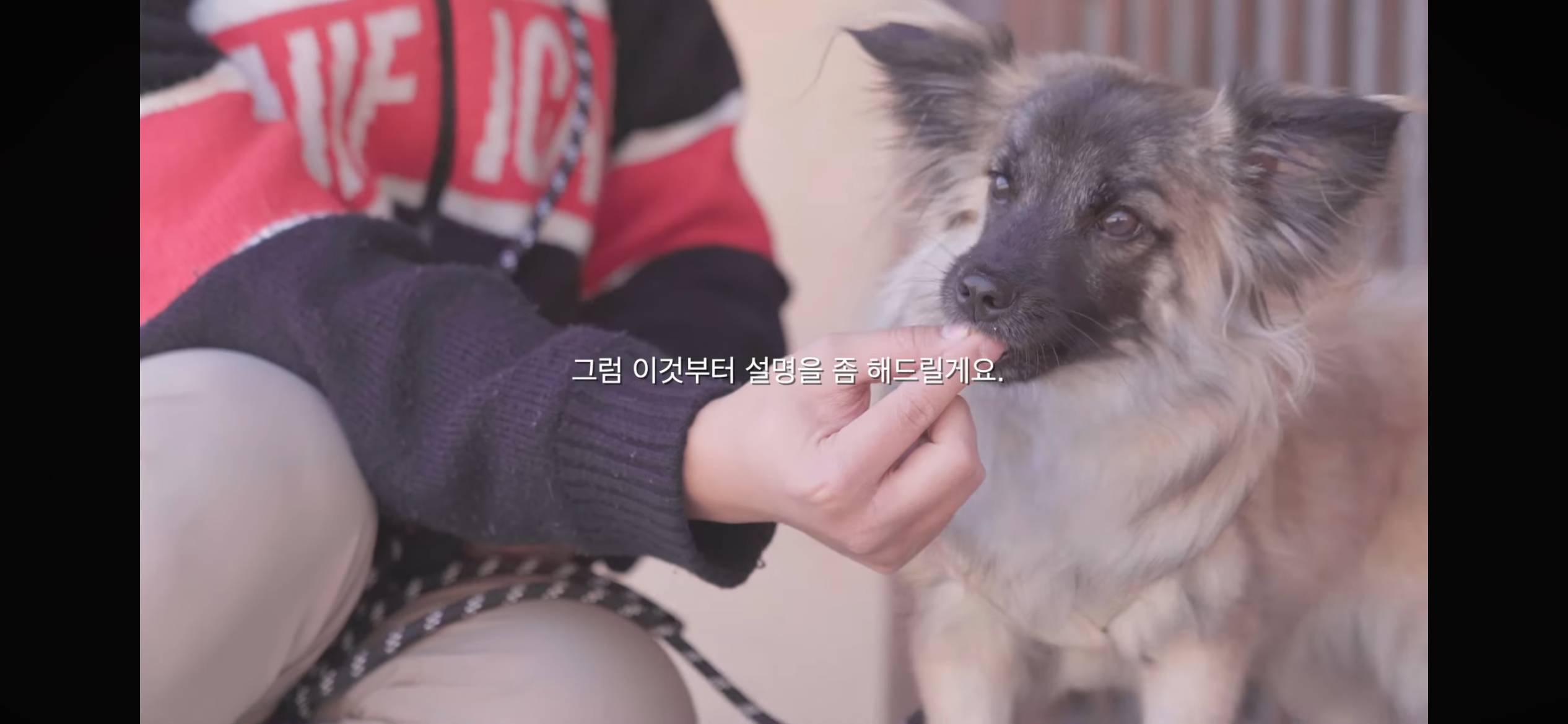 개팔이 업자 등등 각종 논란 해명하는 못생긴 노을이 채널 주인 | 인스티즈