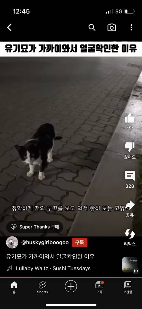 산책 중인 견주와 개에게 다가와 빤히 쳐다보던 고양이 | 인스티즈