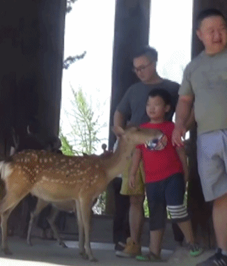 일본 나라공원에서 사슴을 때리는 중국 관광객.jpg | 인스티즈