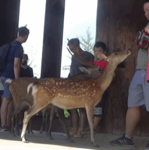 일본 나라공원에서 사슴을 때리는 중국 관광객.jpg | 인스티즈