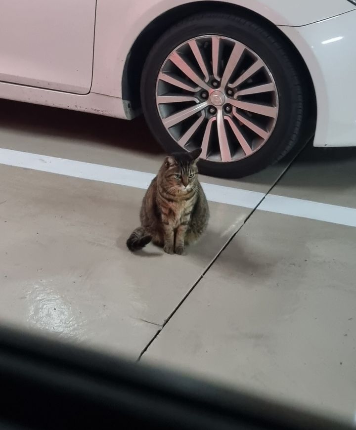 주차장에 버려진 고양이 | 인스티즈