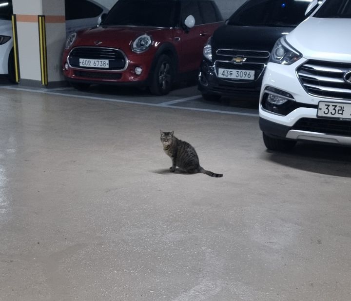 주차장에 버려진 고양이 | 인스티즈
