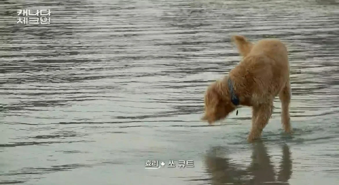[캐나다체크인] 순심이와 닮은 강아지를 캐나다 해변에서 만난 이효리.. | 인스티즈