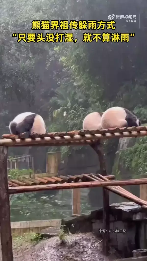 팬더들이 비를 피하는 방법 | 인스티즈