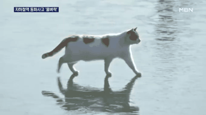 어제 오랜만에 본 외국인 친구가 대뜸꽁꽁 얼어붙은 한강 위로 고양이가 걸어다닙니다를 한국어로 말해서 | 인스티즈