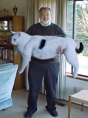 초대형 고양이를 키우는 사람들 | 인스티즈