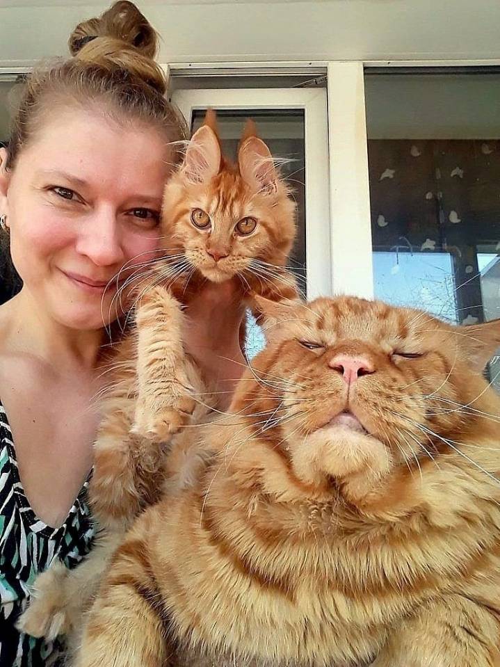 초대형 고양이를 키우는 사람들 | 인스티즈